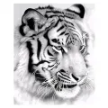 malowanie tygrys 1.webp